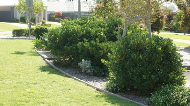 Lawn Mowing Keon Park