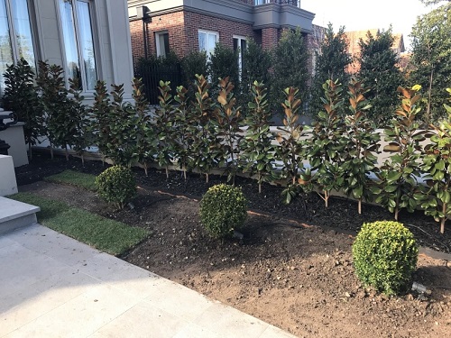 Lawn Mowing Forest Hill