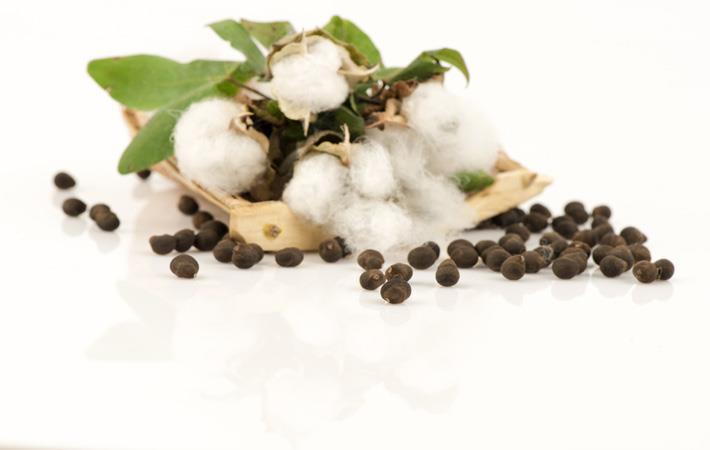 Global Cotton Seed Market Manufacturers Analysis Report 2020-2025
