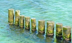 Global Silicone-based Fouling Release Coatings Market Report 2020 Forecast to 2025