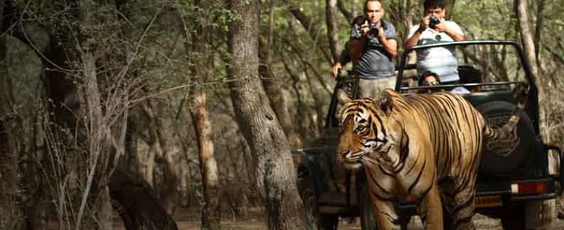Why Should India Be Your Next Destination for Wildlife Safaris