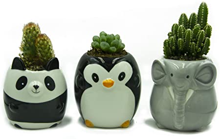 Panda Succulents Pot/Planters 3.5 inch Cute Animal Ceramic Flower Pot/Planter Best Gifts for Family (Black and White Laughing Panda)