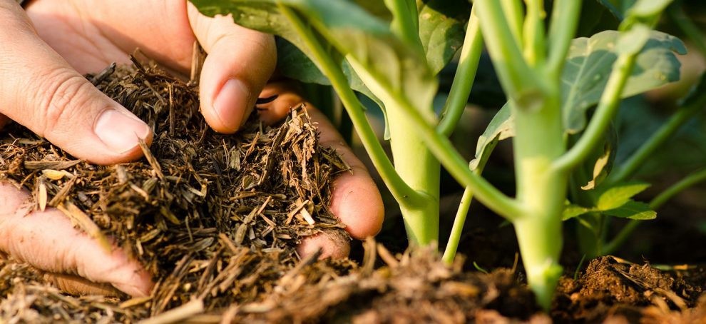 Global Biological Organic Fertilizer Market 2020 | Market Analsyis by Top Leading Vendors like Agri Life, Ajay Bio-Tech (India) Ltd, Gujarat State Fertilizers & Chemicals Ltd
