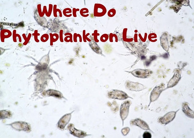 Where Do Phytoplankton Live | The Base Of The Food Chain