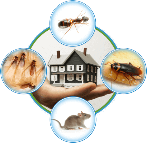 Choose ideal Pest Control Services in chennai