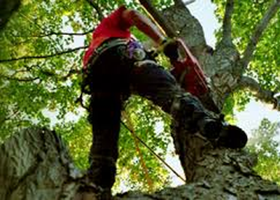 When Should You Remove A Tree From Your Garden?