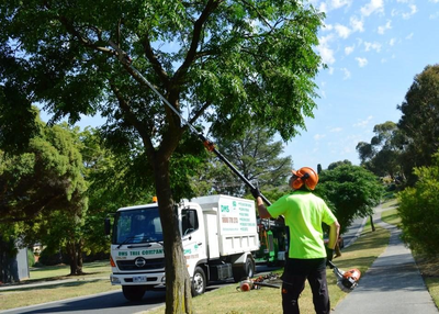 How Regular Pruning Helps Your Trees to Thrive