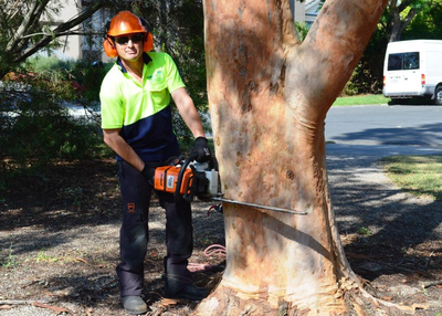 How to Choose the Right Tree Care Professional?