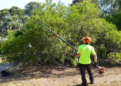 7 Things You Should Know Before Having a Tree Removed