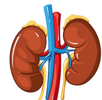 Best urology hospital in Noida: Consult with experienced professionals to rid of kidney stones