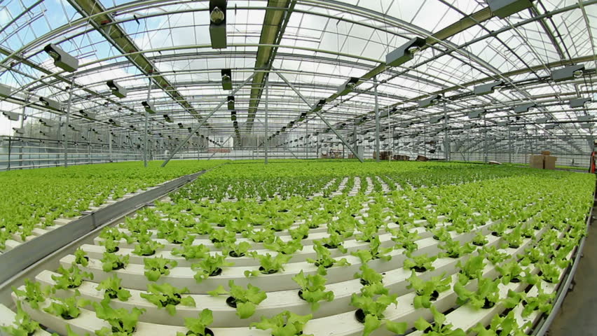 Polyhouse and hydroponic farming are the effective techniques for quality crops.