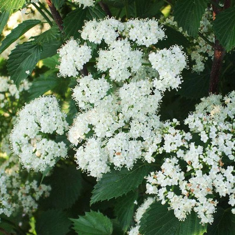 Hardiest Flowering Shrubs To Plant