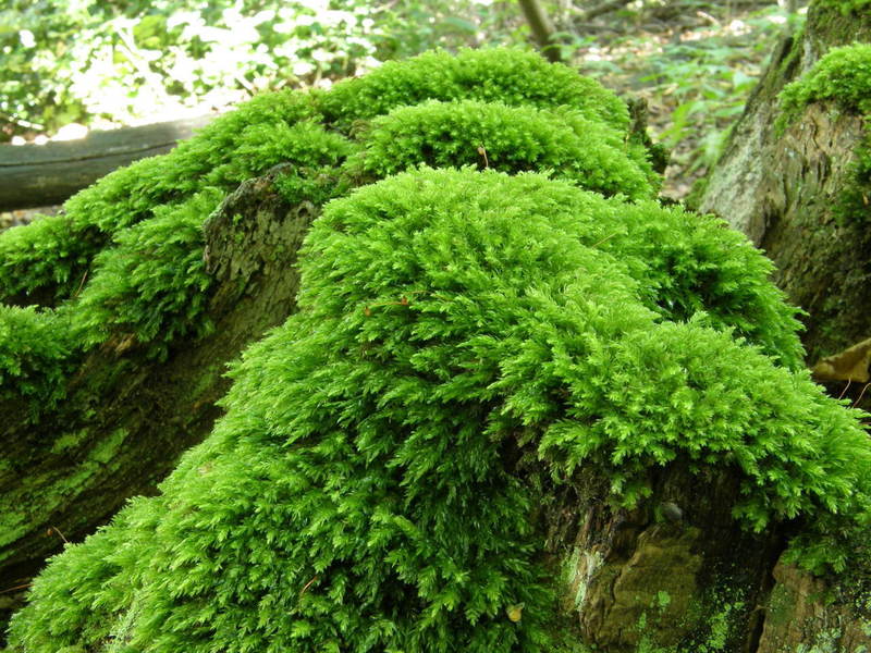 Garden Moss For Upscale Flower Gardens