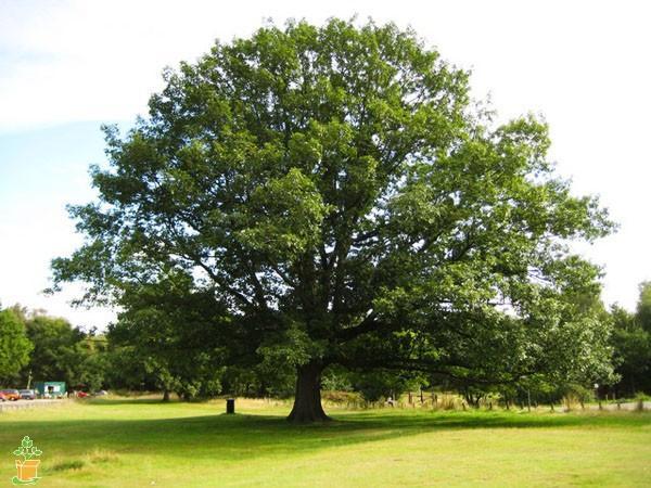 Fruit Trees