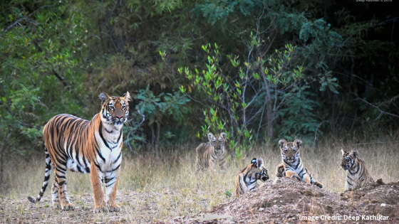 The Magical Tadoba, The Heaven for Tiger Sightings
