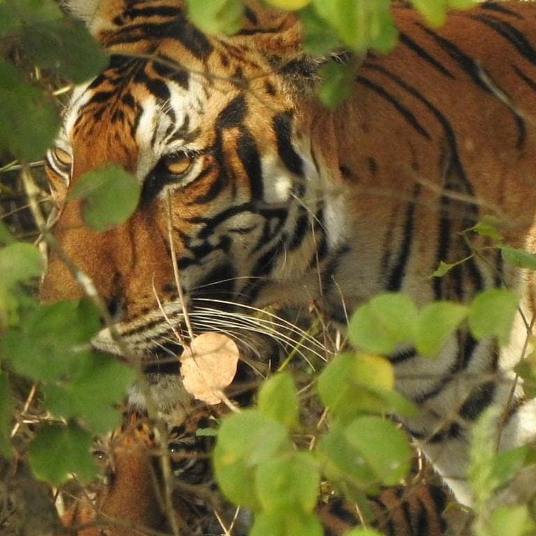 How to do a Safari at Kabini without a Stay?