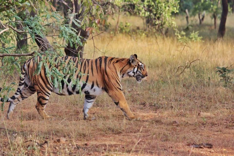 Tantalizing Tadoba Package | Tadoba National Park Package