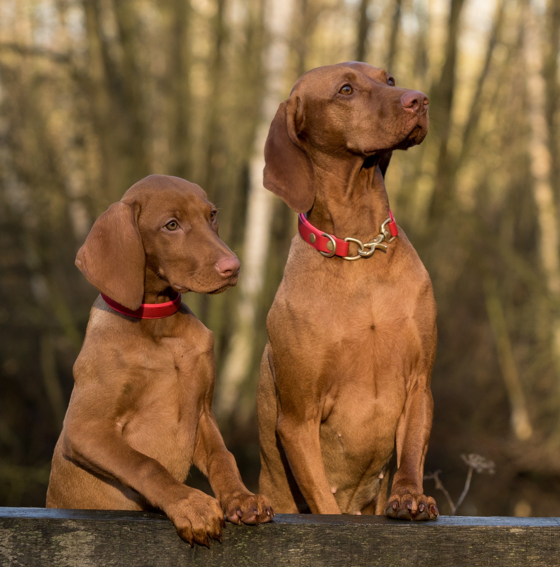 7 Most Dangerous and Expensive Dogs Breeds