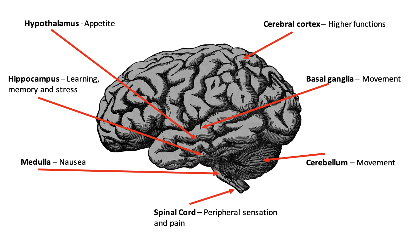 Best Exercises to Increase Stamina