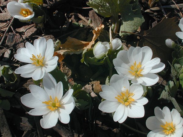 The Many Uses and Benefits Of Bloodroot
