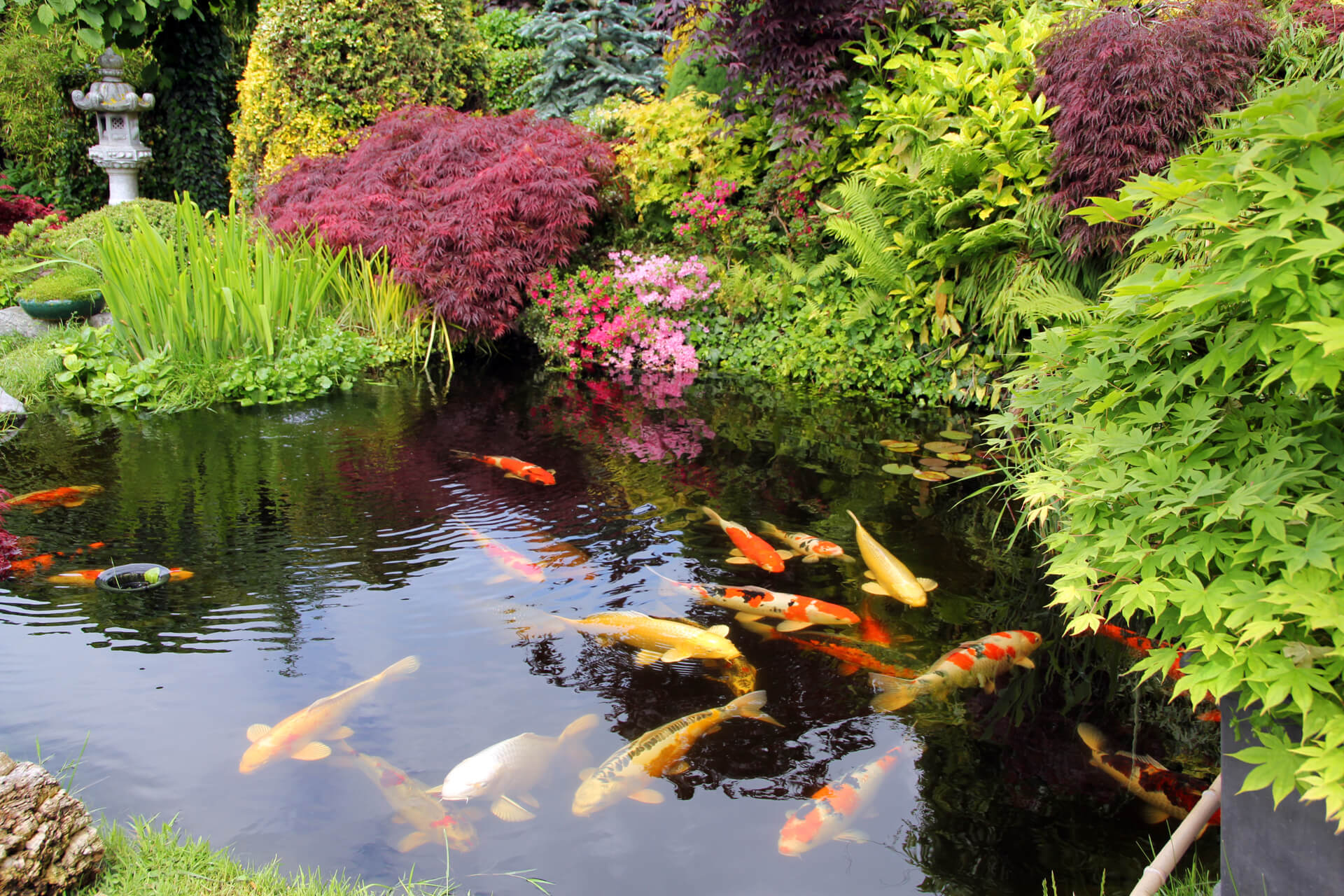 Water Garden! Beauty All Around
