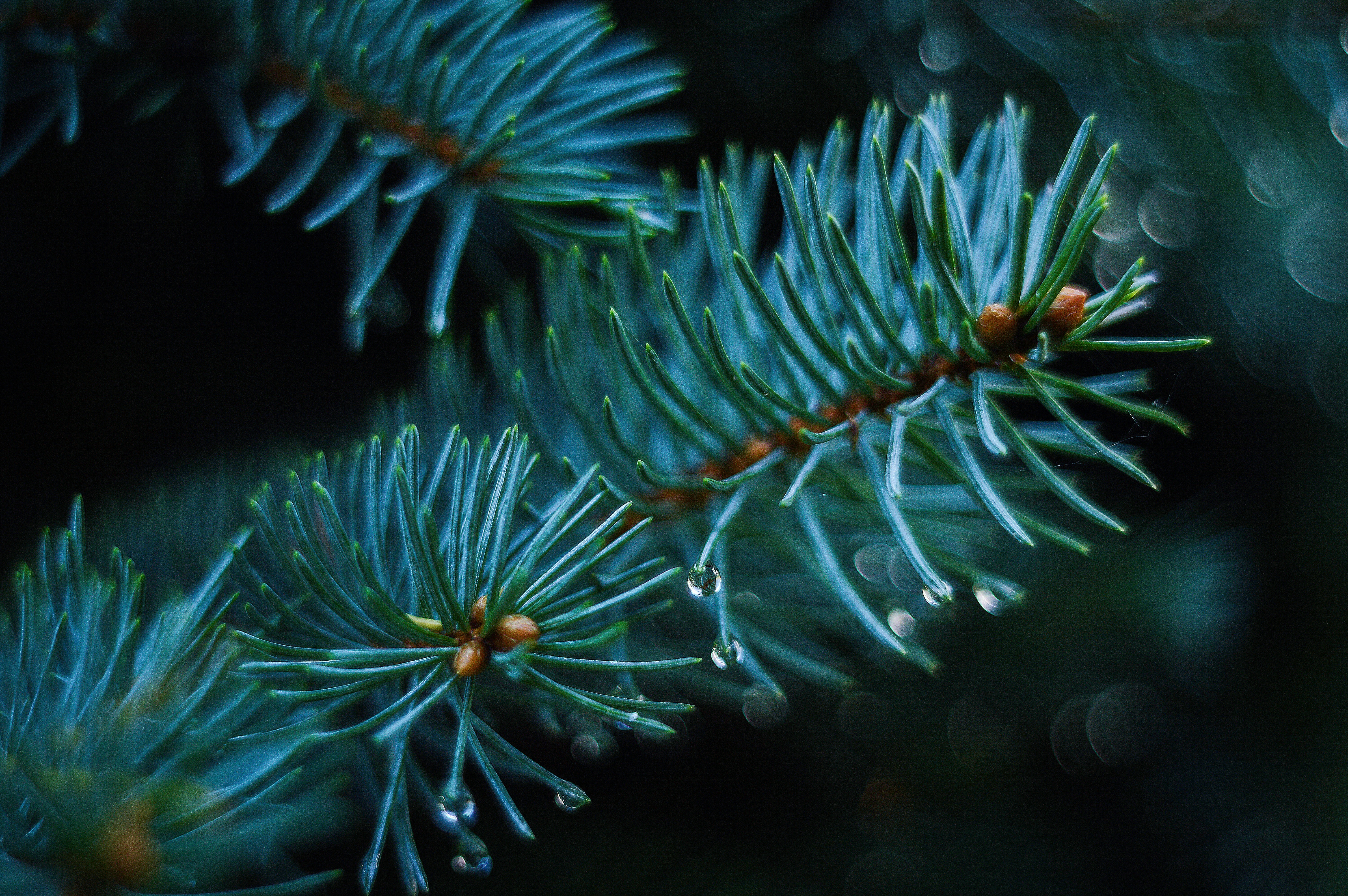 Benefits of Evergreen Boundry Fences