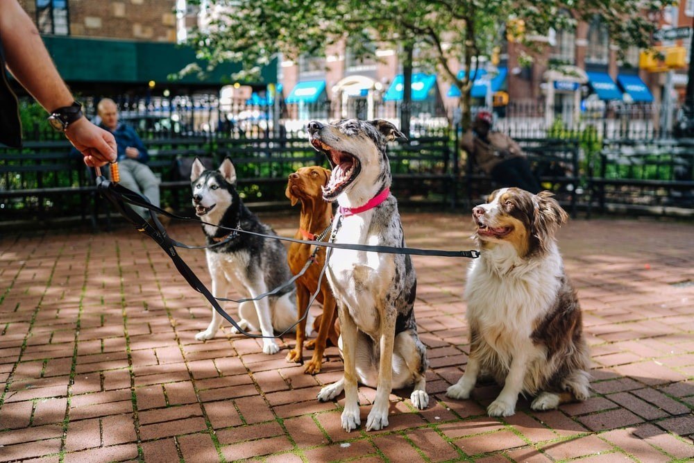 The Benefits of Having Dogs and Pets at Our Homes
