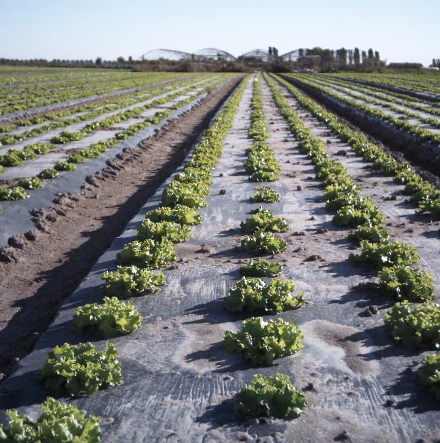 Advantages of BioAgri Mulch Film