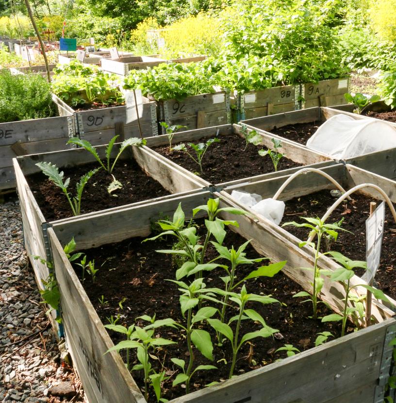 Why Soil is Important? - BioBag