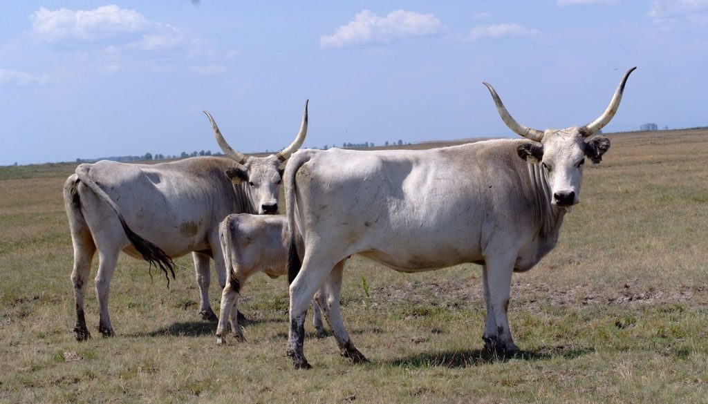 Hungarian Grey Cattle