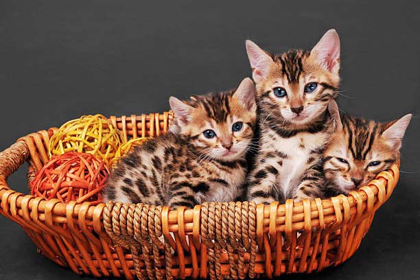 Blueprint Bengal Cats