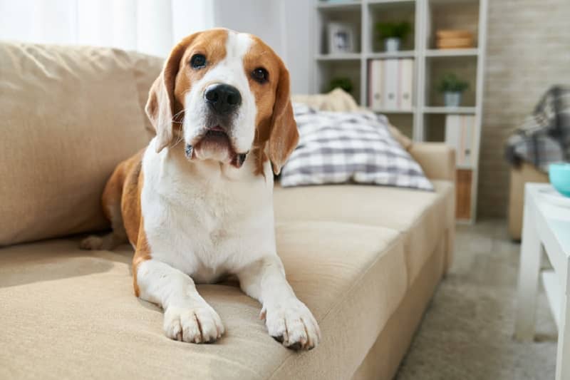Top 5 Pet Friendly Boston Apartments For Rent