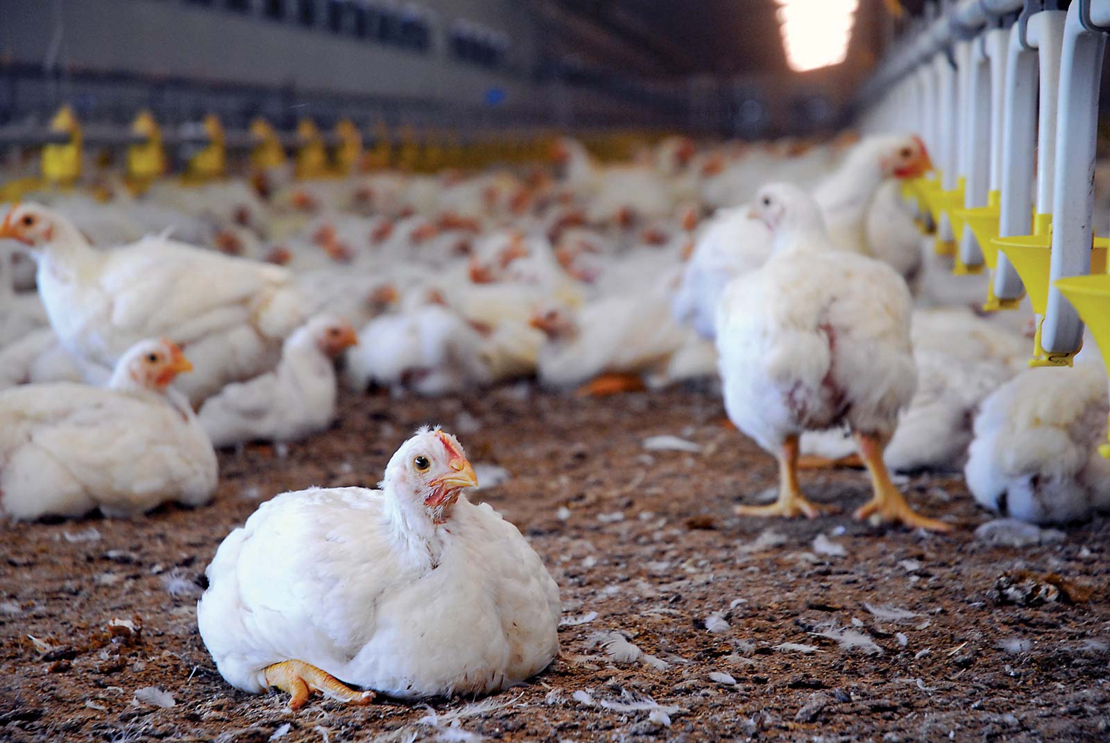 How to Lift the Body Weight of Chicken in Poultry Farm?