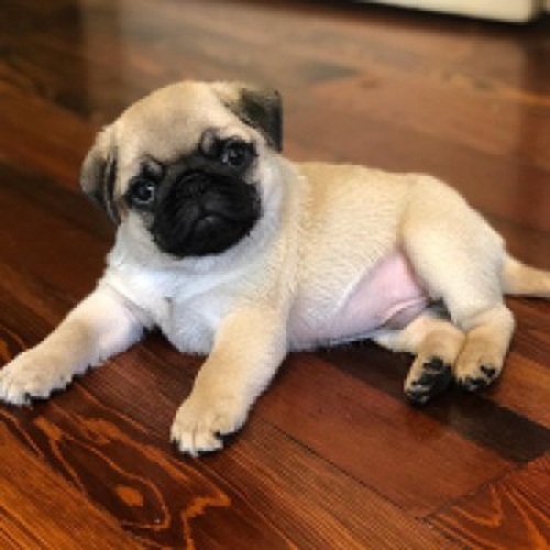 A Checklist On Buying A Teacup Pug Or A Baby Pug In The Usa