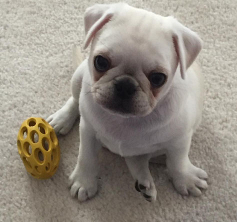 A Deep Dive into Pug Adoption