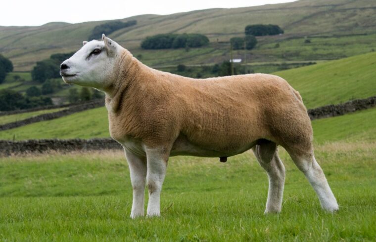 The World’s most expensive sheep