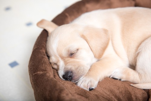 Clic de souris pour cet article