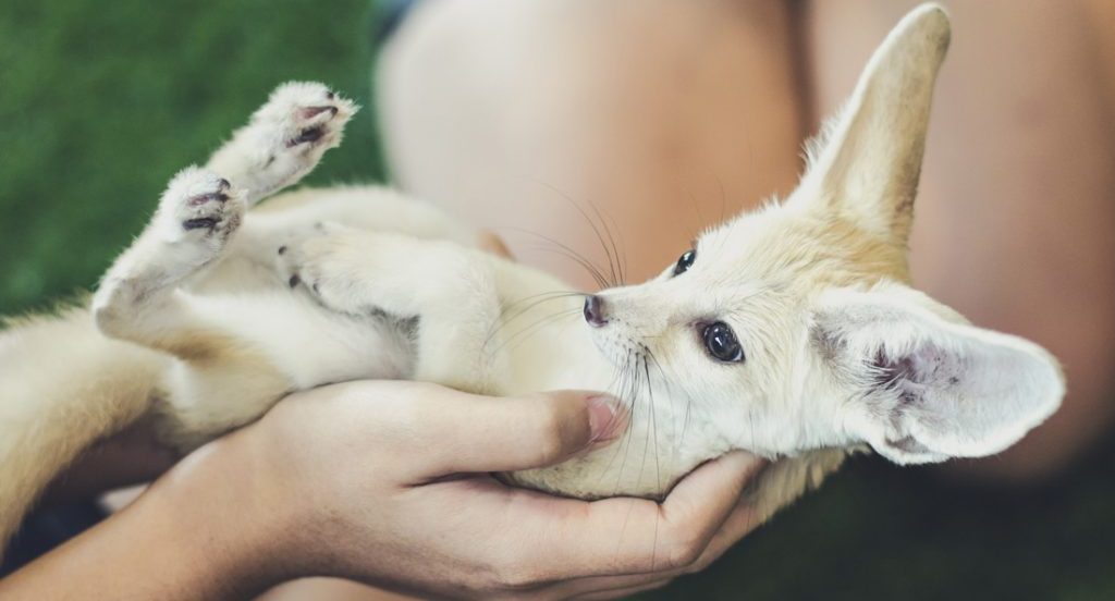 5 Cute Exotic Animals That Are Too Cute!