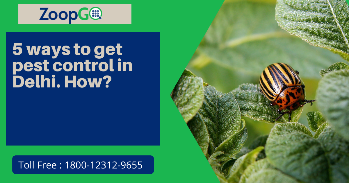 5 ways to get pest control in Delhi. How?