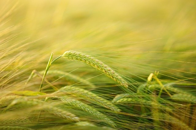 Agriculture Technology-as-a-Service Market Size, Growth Analysis Report, Forecast to 2025