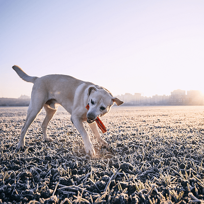 Best Bully Sticks For Puppies