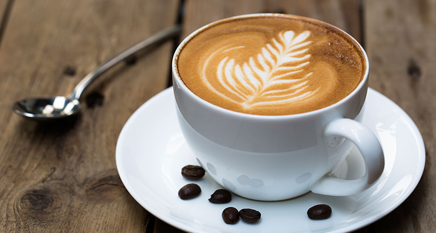 Organic Sustainable Coffee | The Exotic Bean