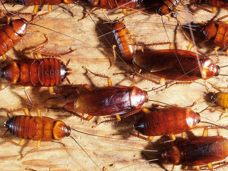 Cockroach Removal in Cleveland Heights