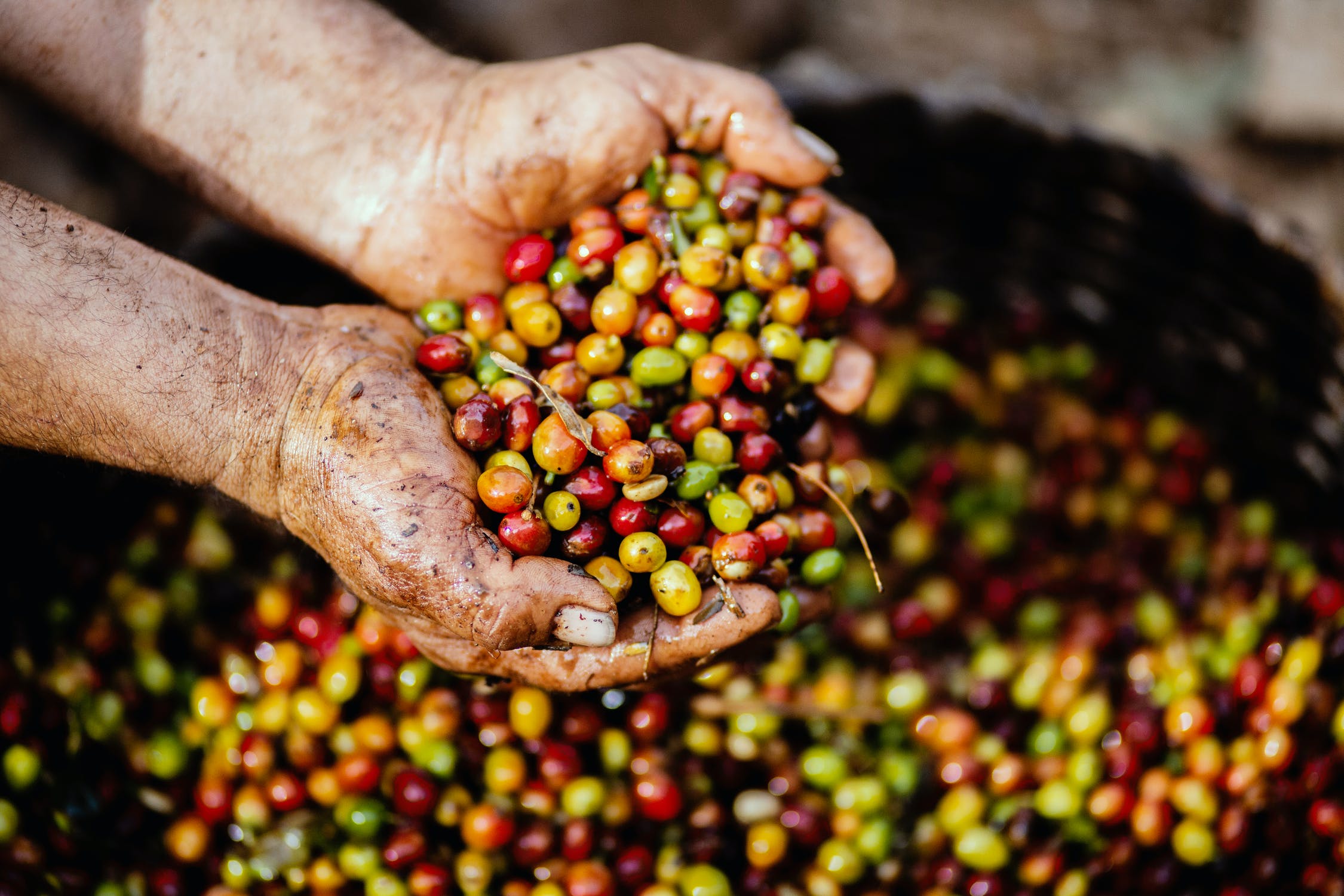 Blockchain traceability solutions for the coffee supply chain’s equality