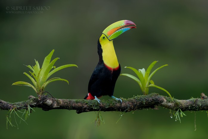 Bird watching is the best habit to grow with