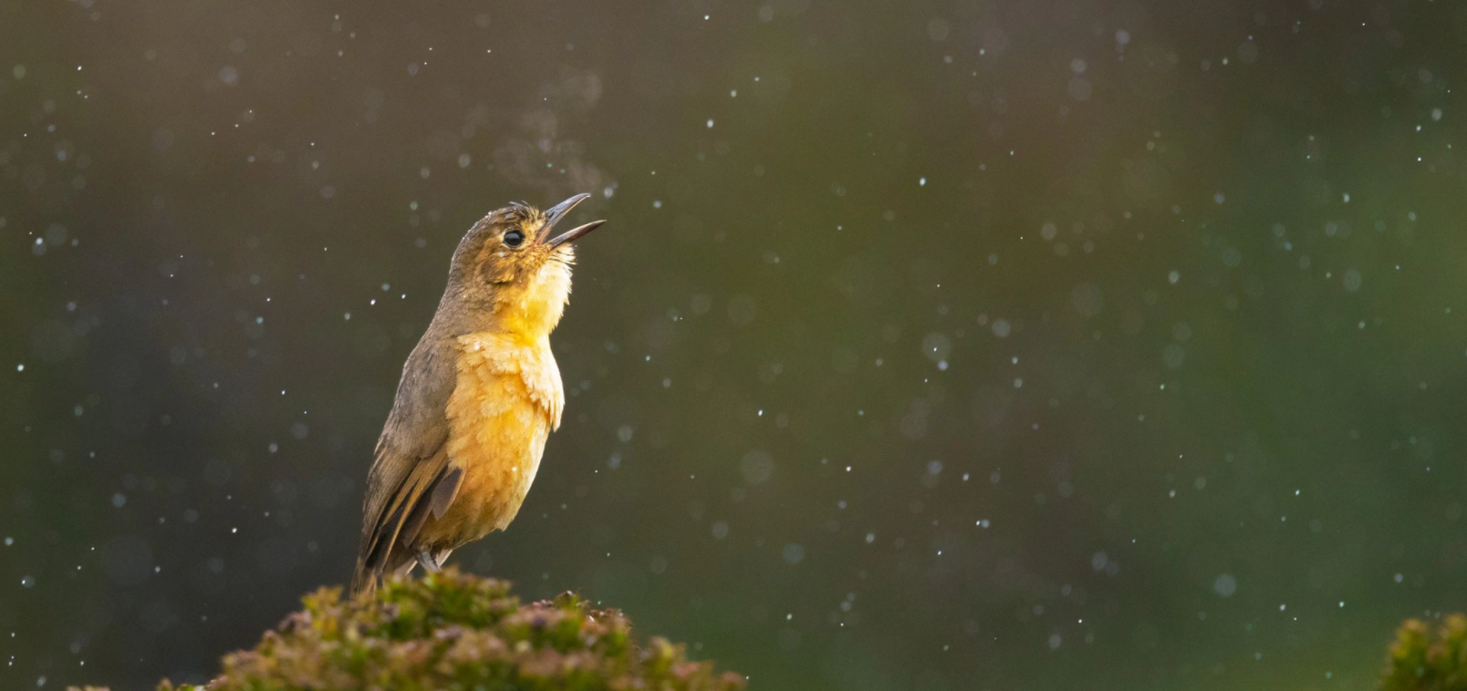 Bird Photography Tour