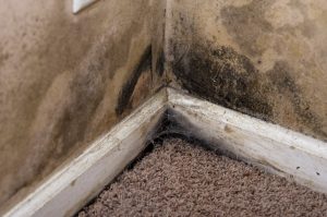 Mold Removal Gilbert