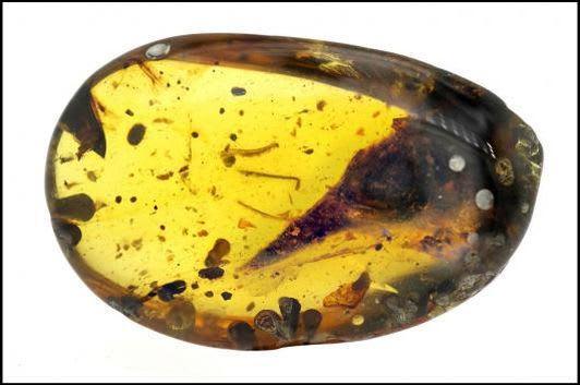 Skull Of Smallest Known Dinosaur Found Preserved Intact In 99-Million-Year-Old Amber
