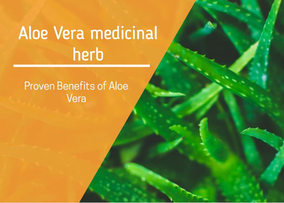 7 proven Aloe vera benefits | Herbal Medicine