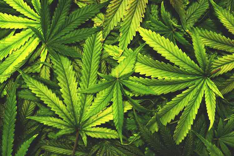 Options for the Best Marijuana Dispensary Online